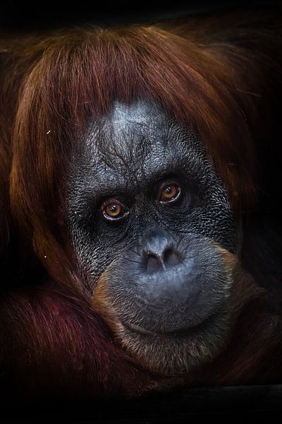 Clever intellectual face of an orangutan with an ironic look and a half smile, dark background. by Michael Semenov