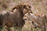 The king and queen of beasts, lion and lioness in the Serengeti