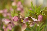 Helleborus / Kerstroos