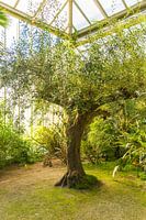 Hortus Botanicus Leiden, portrait d'un arbre atmosphérique dans une serre