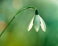 Perce-neige sur fond vert