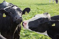 Dutch cows in the sun.