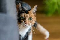 Turtle cat watches from safe distance