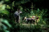 moeder wolf met jong