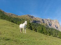 Wild horse in the mountains of South Tyrol