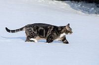 La neige profonde n'empêche pas le chat d'aller sur le jadg