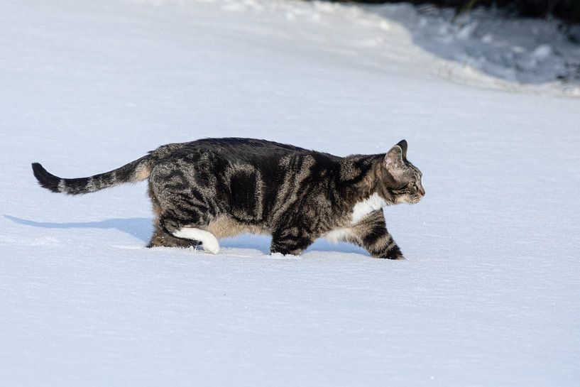 Tiefschnee hält die Katze nicht ab auf die Jagd zu gehen von Harald Schottner