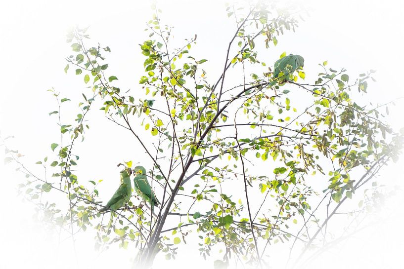 verborgene Liebe von joyce kool