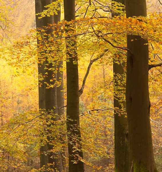 Golden yellow (dark trunks with golden yellow leaves against yellow larches in the background) by Birgitte Bergman