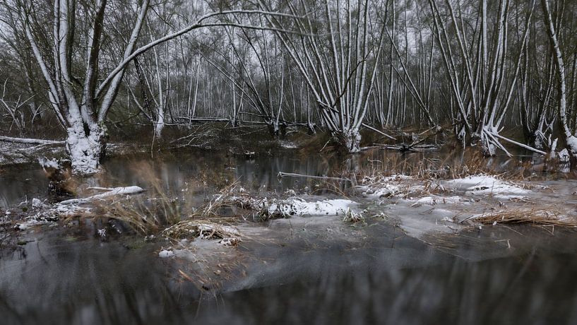 Paume d'hiver par Marcel van Balkom
