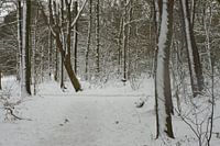 Schnee auf Bäumen im Wald, Niederlande, Roosendaal