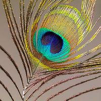 Peacock feather