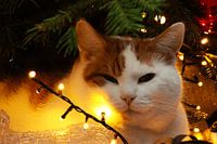 Gros plan sur le chat