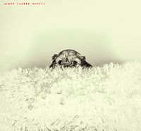 CROSS-EYED PUPPY (ALEXX FAASSE, 2017)