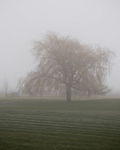 Arbre aux couleurs de l'automne dans un paysage rural brumeux par Bram Lubbers