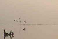 Vögel im Nebel