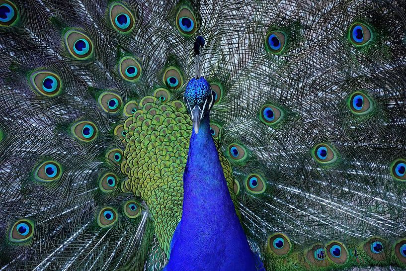 Colourful peacock by Frank's Awesome Travels