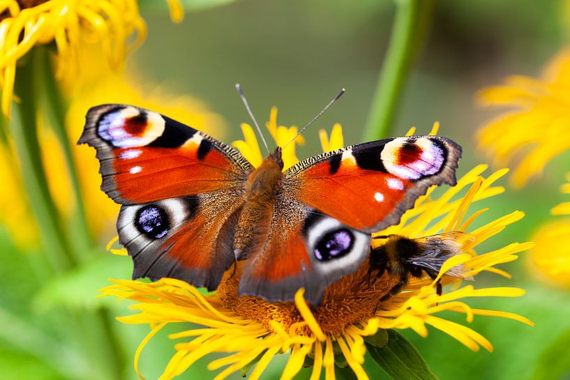 Pfau und eine Biene auf einer Blume von Peter de Kievith Fotografie