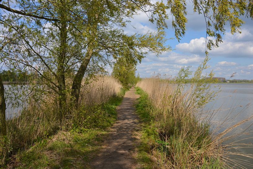Biesbosch dike by Hans Janssen