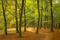 Ein schöner Tag im Wald