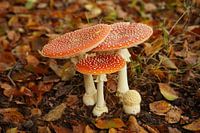 Fly agaric