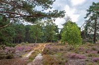 The heath near Hulshorst