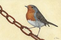 Rouge-gorge (Erithacus rubecula)