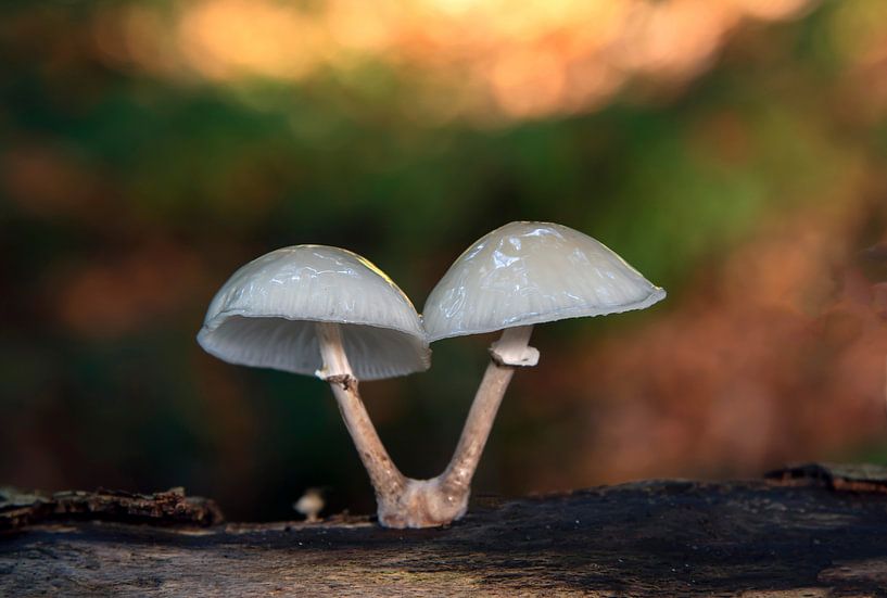 Twin porcelain fungus by Franke de Jong