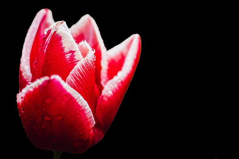 Tulipe tendre par Nicole Schmidt