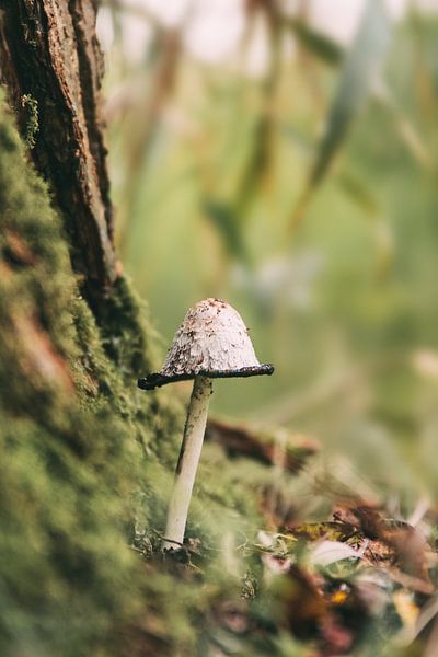 Champignon en automne par Maria-Maaike Dijkstra