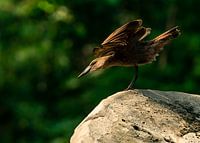 Hammerhead in den Startlöchern