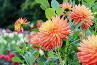 orangefarbene Dahlie