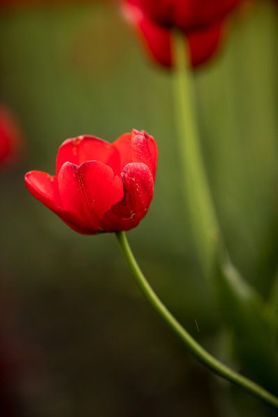 a red tulip in a bulb field | fine art nature photo | botanical art by Karijn | Fine art Natuur en Reis Fotografie