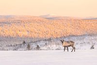 Renne dans les montagnes