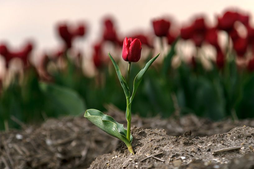 Tulipe rouge dans le champ de l'ampoule par Fotografiecor .nl