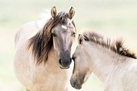 Horse and foal - a moment of calm