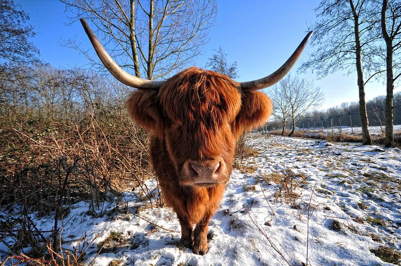 Schotse Hooglander. van Tilly Meijer