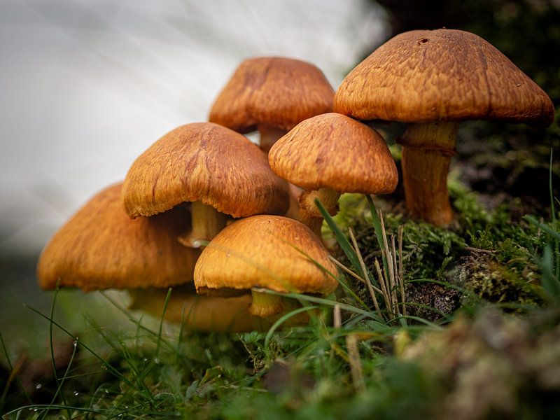 Orange mushrooms by Mattijs Diepraam