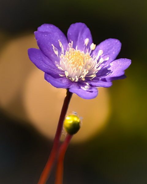 La fleur dans le doux bokeh par Christina Bauer Photos