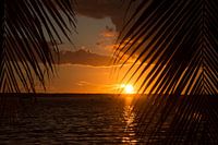 Sunset among palm trees