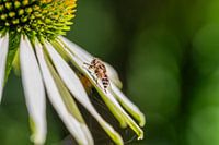 Schwebfliegen auf Blüte
