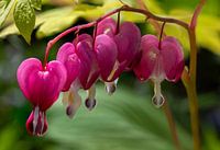Dicentra