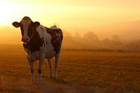 Cow in the morning sun