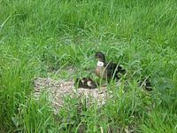 Moeder eend met kuikens