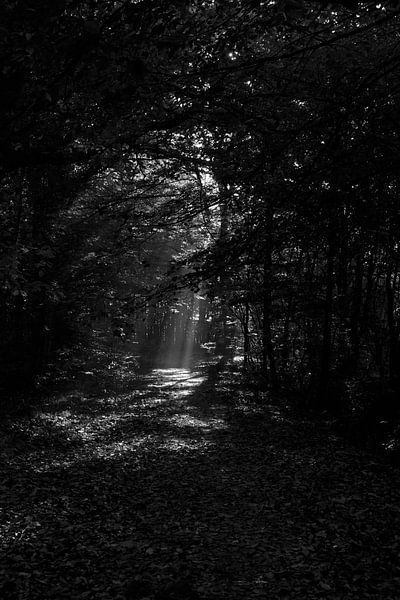 Spotlight im Wald von Jurjen Melinga