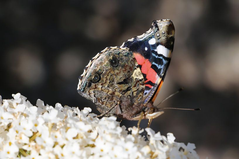 Atalanta butterfly on Buddala bush by Cora Unk