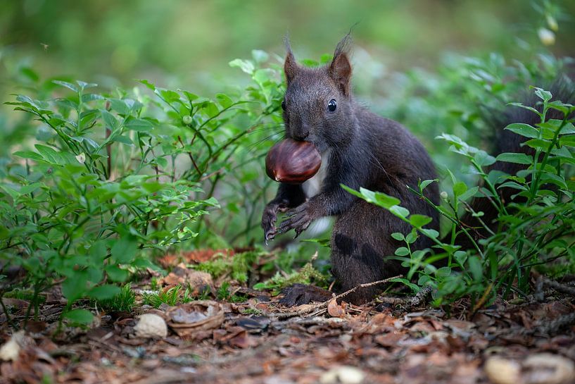 Süßes Eichhörnchen isst eine Esskastanie. von Jiri Viehmann
