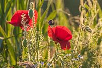 Poppies