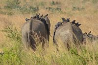 Elephant in Uganda, Africa