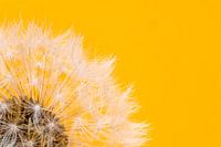 Pissenlit doux et moelleux